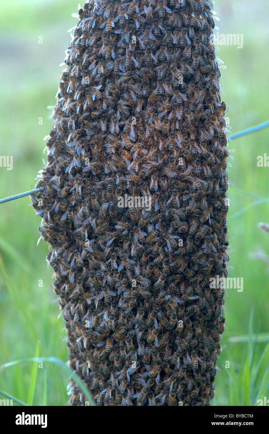 Bee Honeybee (apis mellifera) swarm on fence post. Sussex, UK.. June. Stock Photo