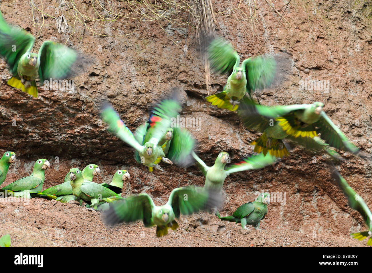 Amazona farinosa parrot in Yasuni N.P. in Ecuador Stock Photo