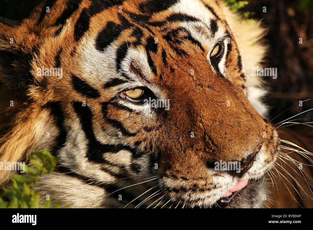 Closeup of the face of adult territorial male Bengal Tiger (B2) in morning light in the Bandhavgarh Tiger Reserve, India Stock Photo