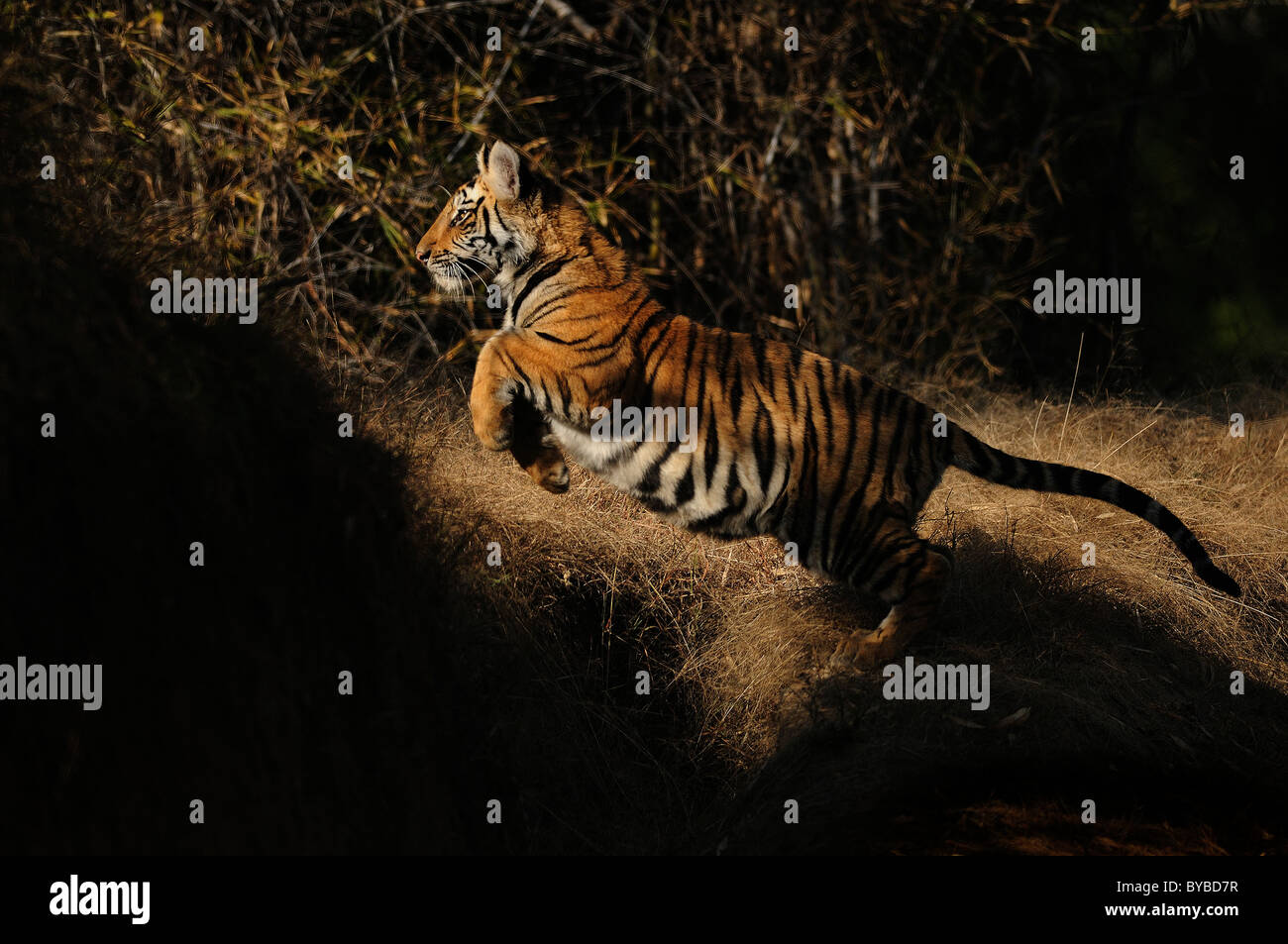 7-month-old female Bengal Tiger cub leaping in play in light and shade