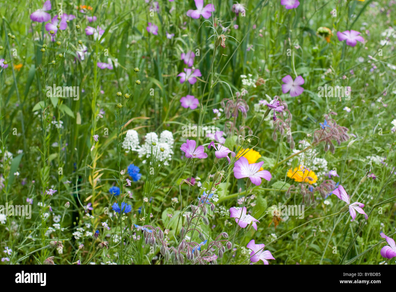 wild flower garden UK Stock Photo