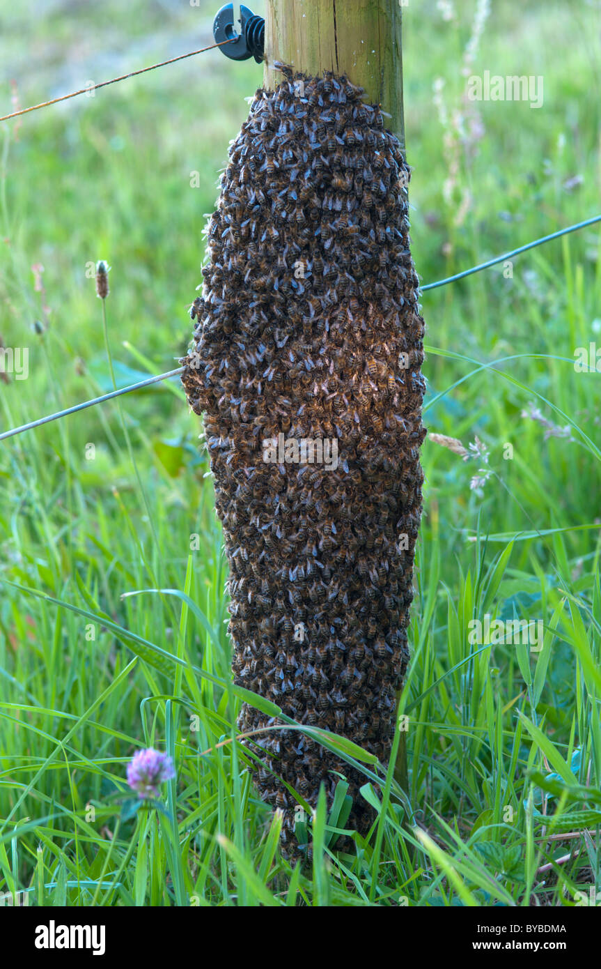 Bee Honeybee (apis mellifera) swarm on fence post. Sussex, UK.. June. Stock Photo