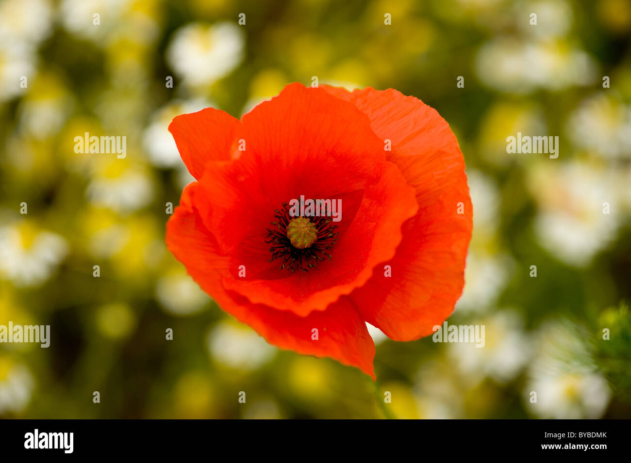 Single red common poppy with out of focus oxeye daisies in the background, growing in a wildflower meadow. Stock Photo