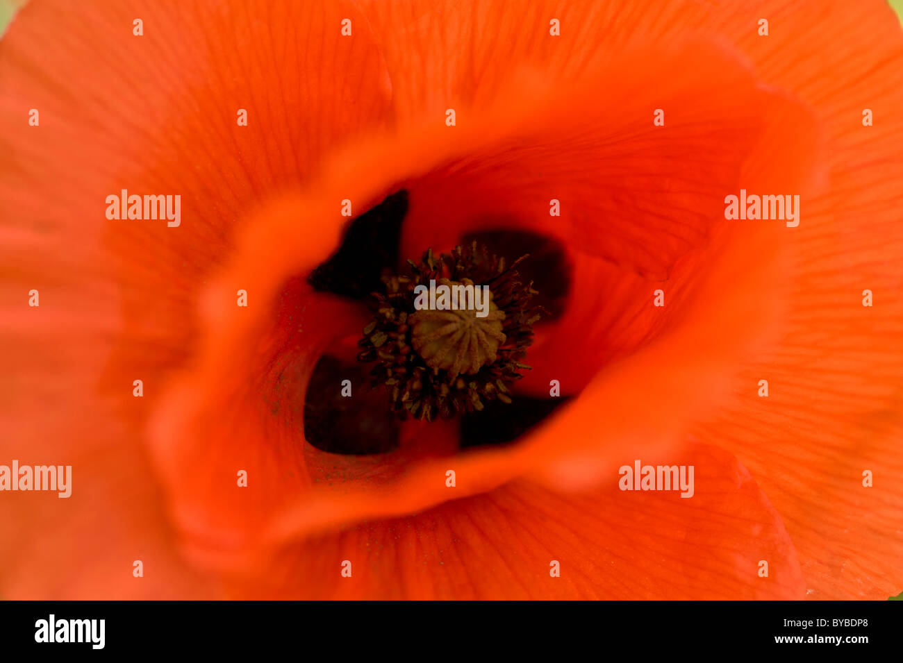 Closeup of red common poppy. Stock Photo