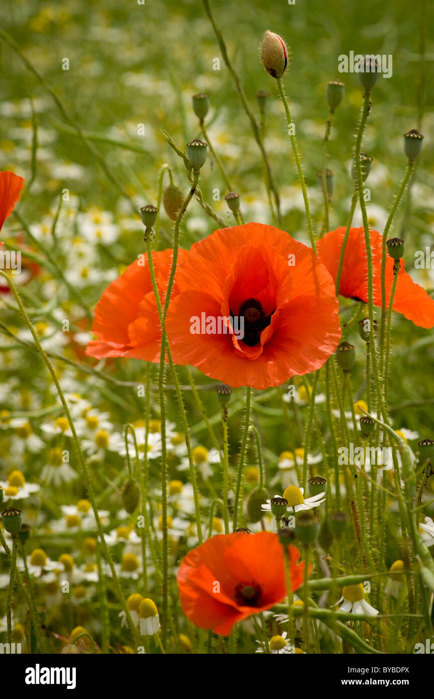 Red common poppies growing amongst white Oxeye daisies in a wild flower meadow Stock Photo