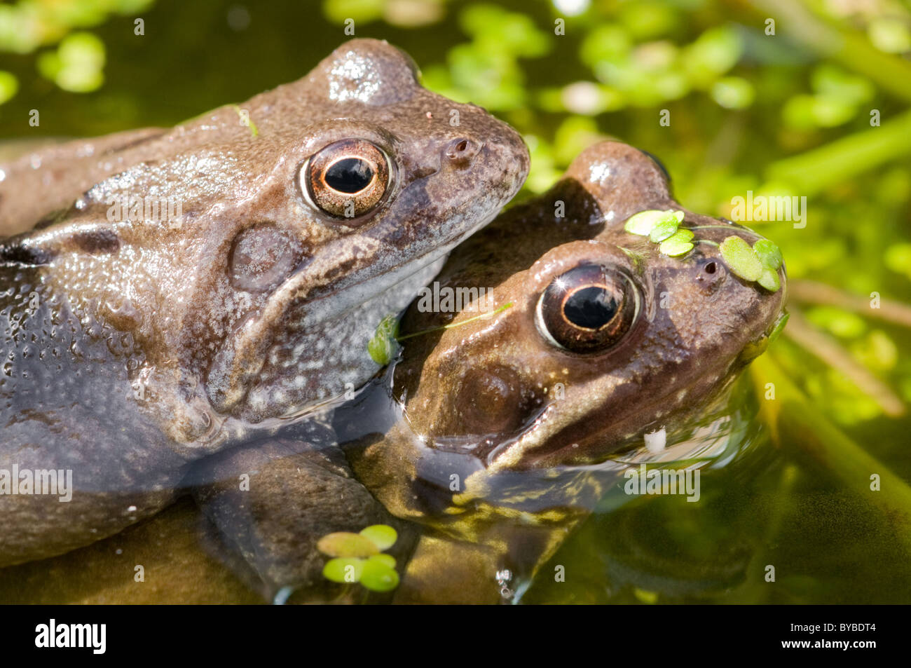 Male and female frogs mating in a pond, with some duck weed. Stock Photo
