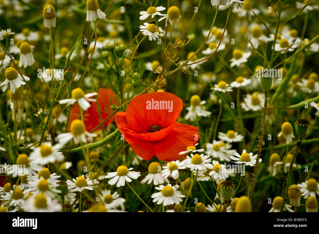 Red common poppies growing amongst white Oxeye daisies in a wild flower meadow Stock Photo