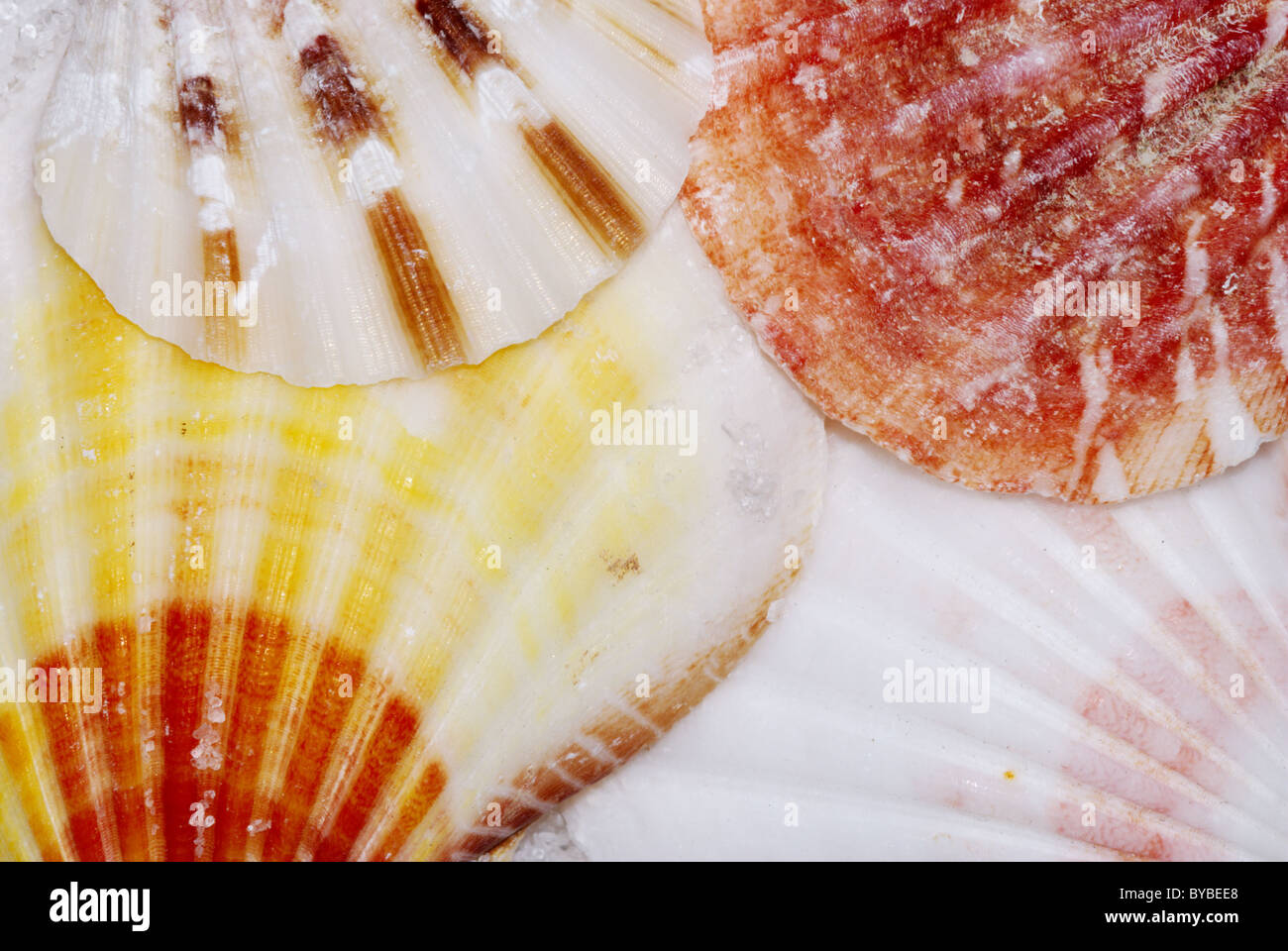 Closeup of four different color scallop shells Stock Photo