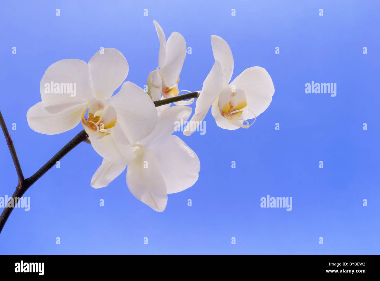 Orchid blue background hi-res stock photography and images - Alamy