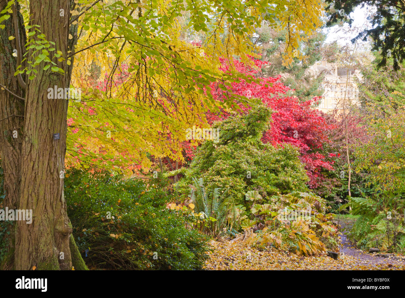 Autumn in the Cotswolds at Batsford Arboretum, Batsford Park, Gloucestershire Stock Photo
