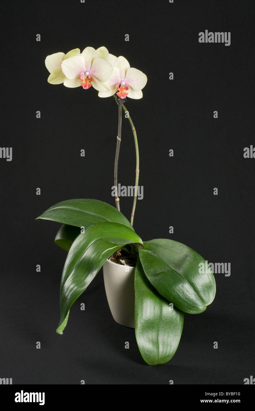 Beautiful orchid flower in a pot over black background Stock Photo