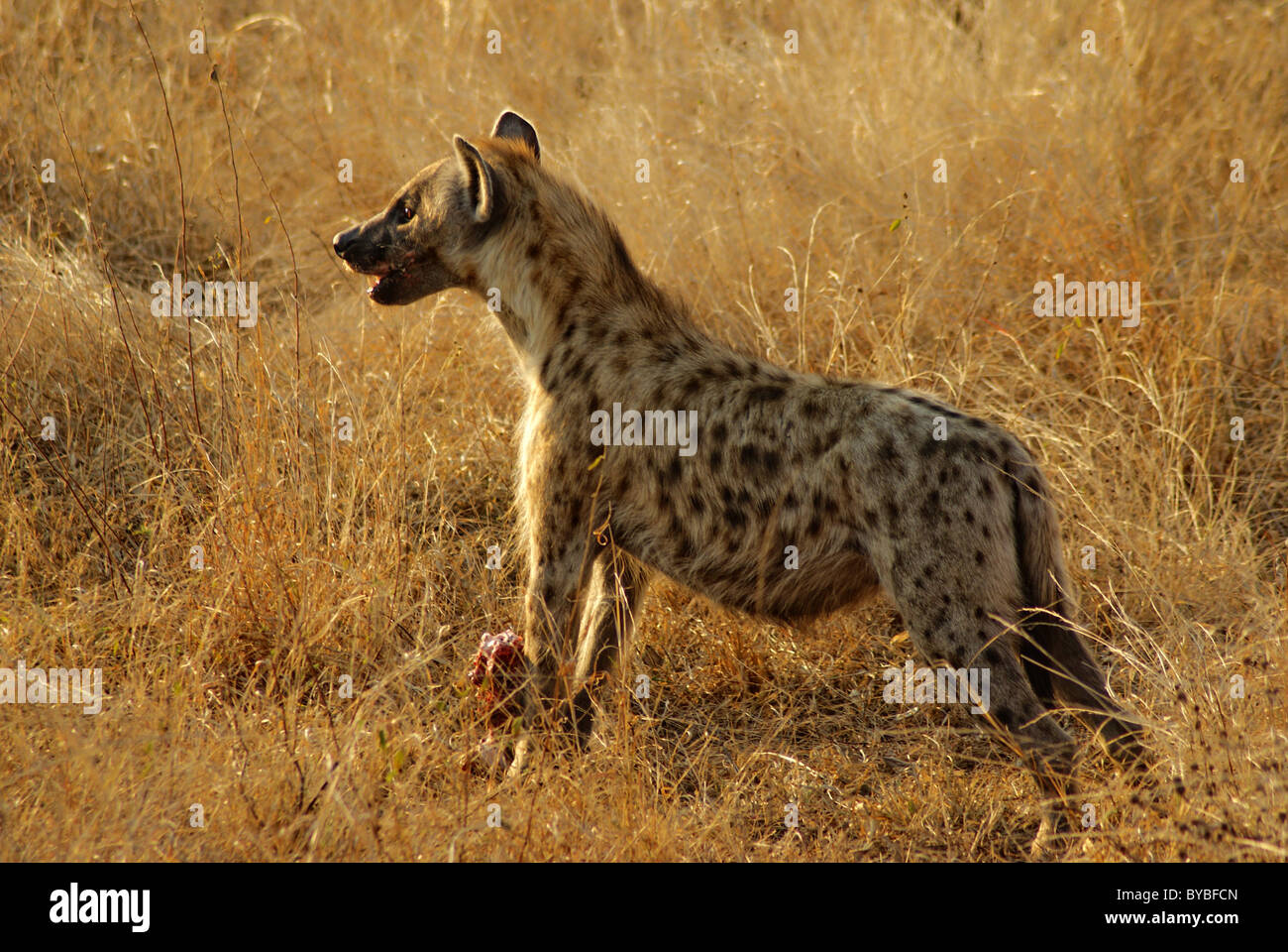 Wild Hyena eating Stock Photo Alamy