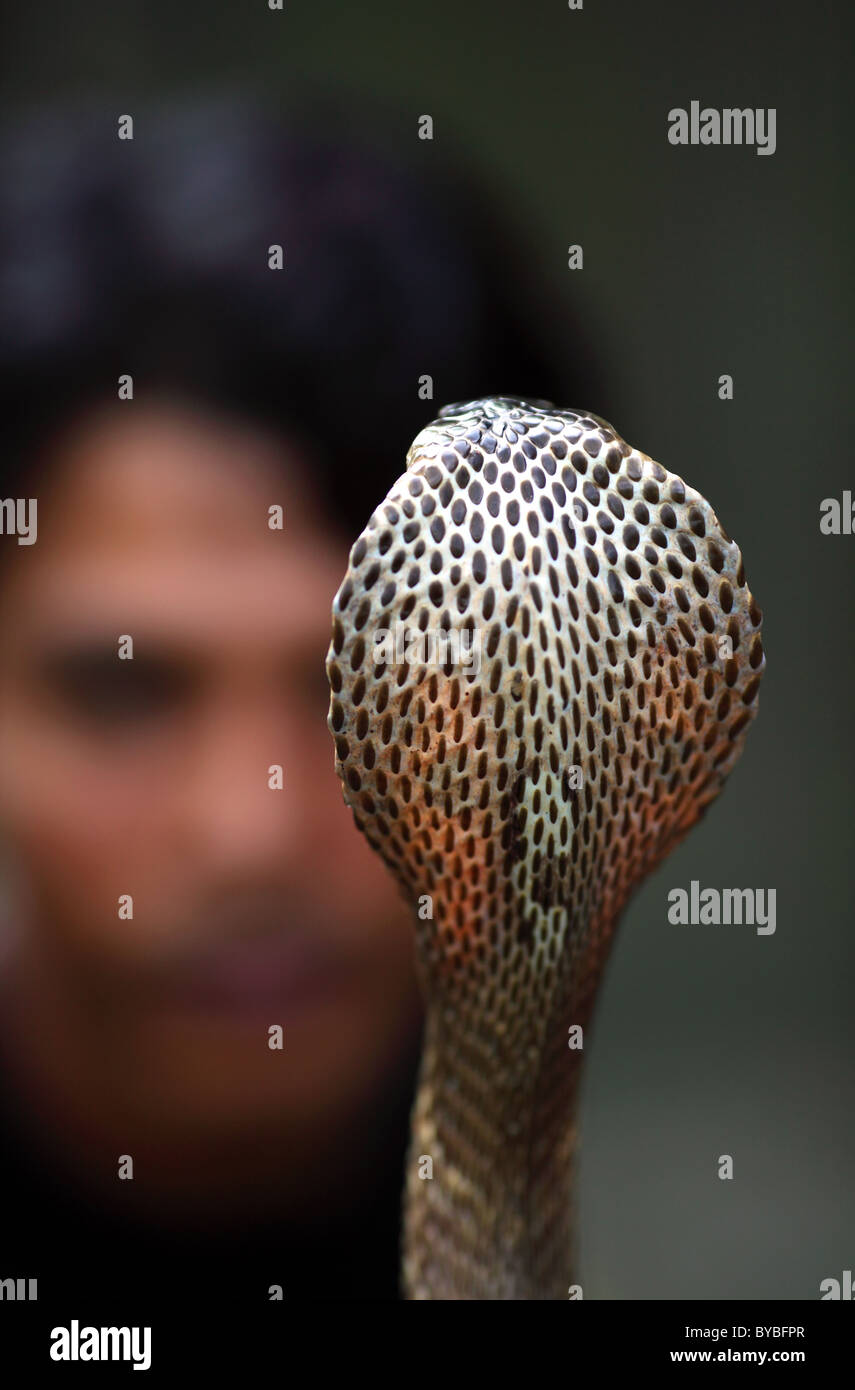 Black cobra facing snake handler. Krabi, Thailand, Southeast Asia, Asia Stock Photo