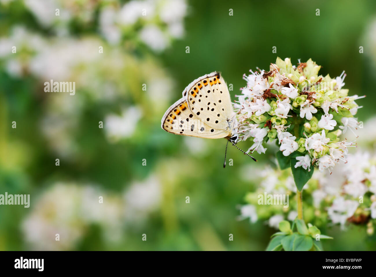 Oregano flowers with small butterfly Stock Photo
