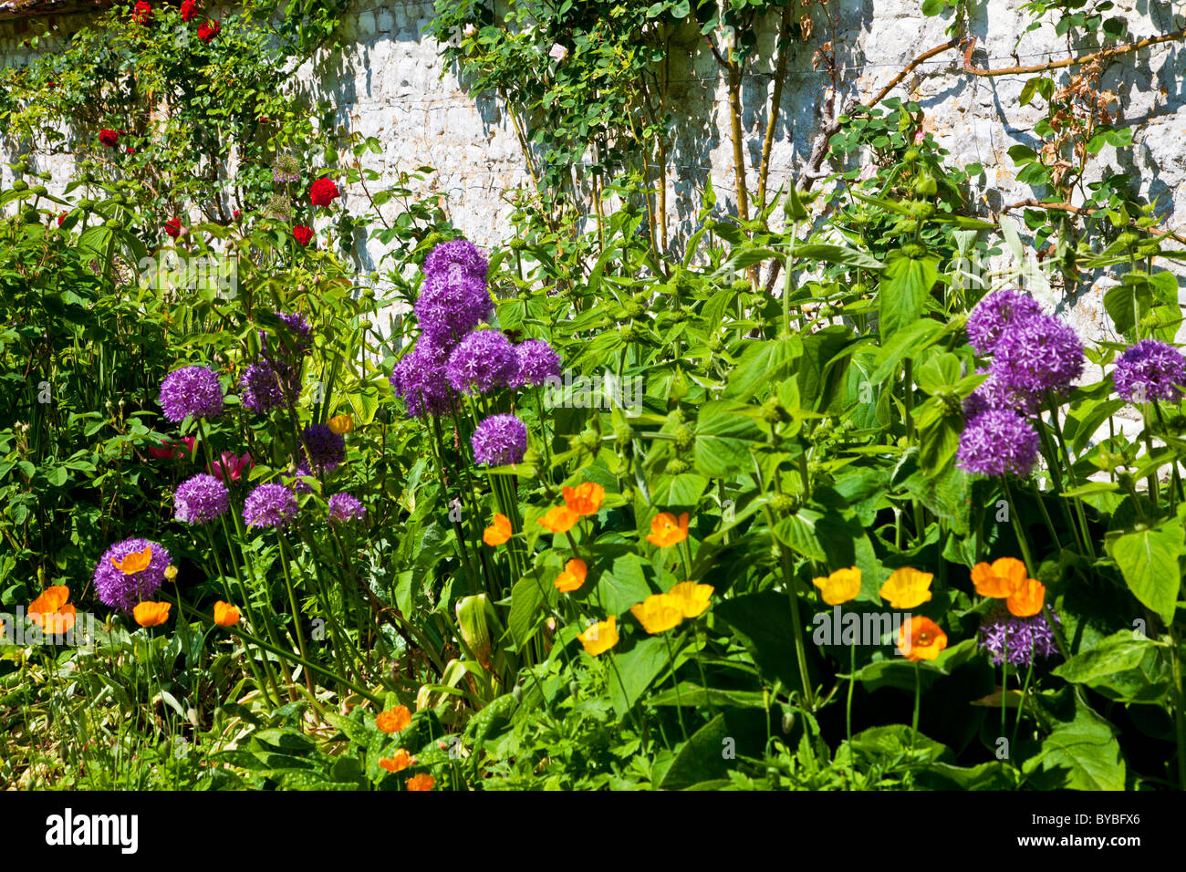 Sunny herbaceous perennial border in an English country