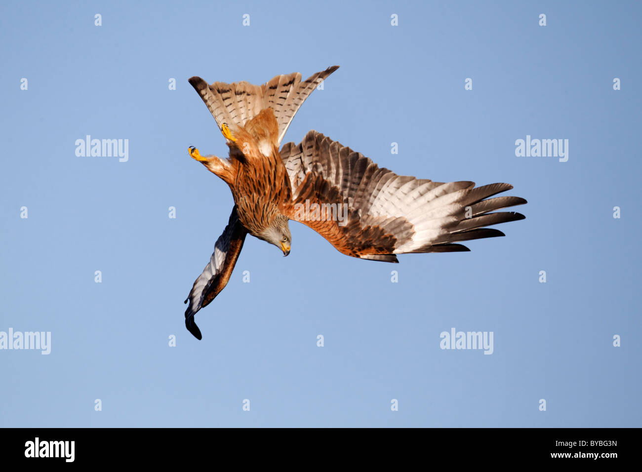 Red kite, Milvus milvus, single bird in flight, Gigrin Farm, Wales, January 2011 , Stock Photo