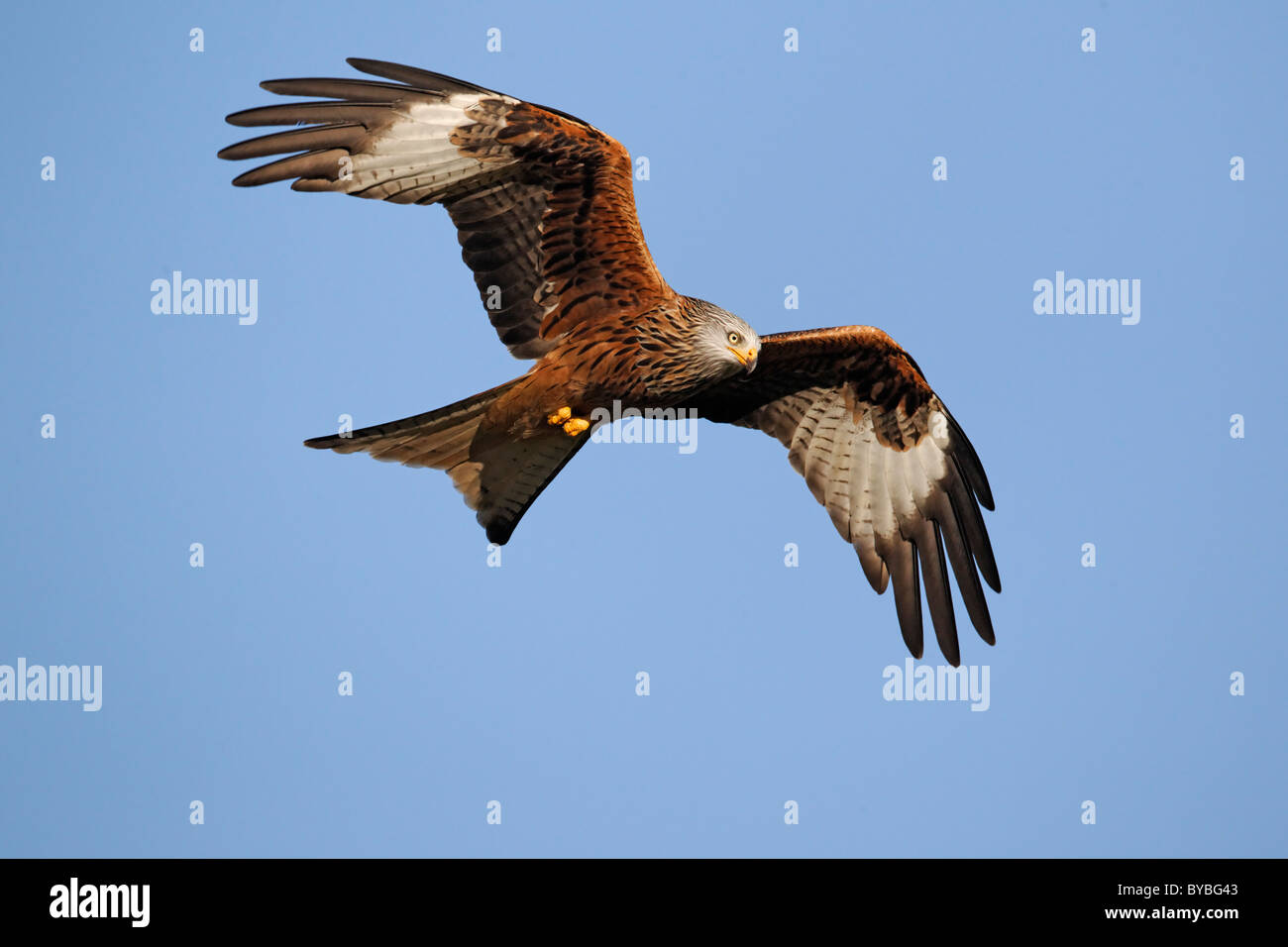 Red kite, Milvus milvus, single bird in flight, Gigrin Farm, Wales, January 2011 , Stock Photo