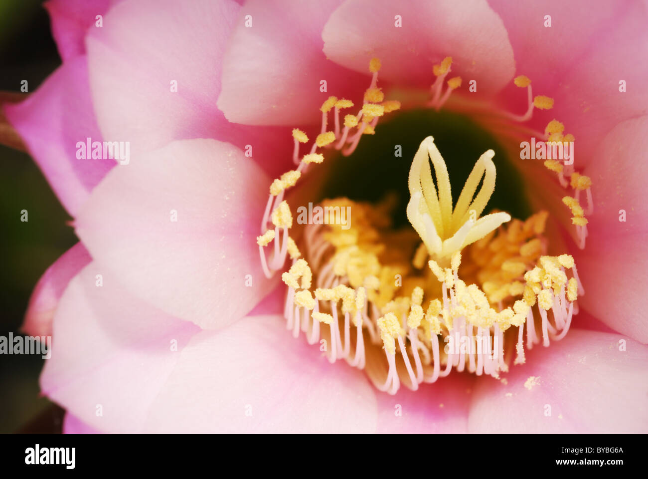 Detail of a pink echinopsis cactus flower Stock Photo