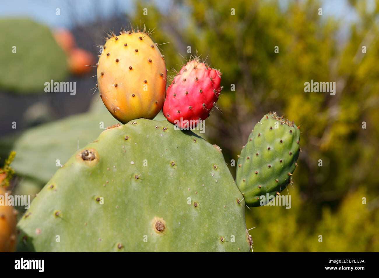 Fruits of red, yellow and green colour on a prickly pear cactus (Opuntia ficus-indica), La Gomera island, Canary Islands, Spain Stock Photo