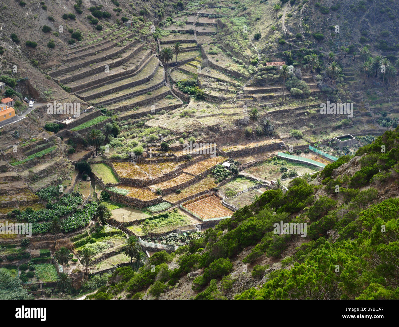 Terraced fields in the Barranco del Valle in Vallehermoso, La Gomera island, Canary Islands, Spain, Europe Stock Photo
