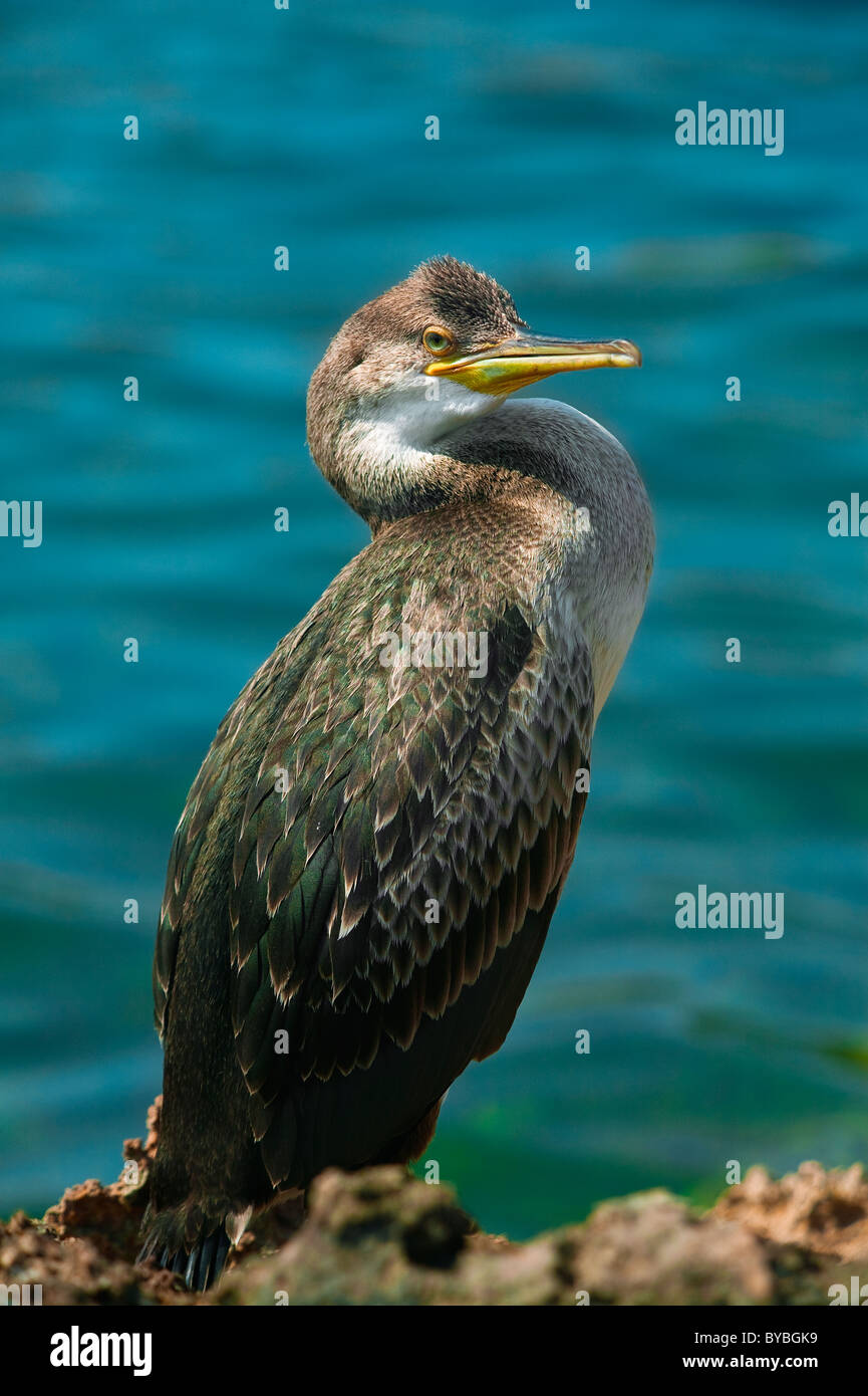 Cormorant, Phalacrocorax, Bird, Balearic Islands, Spain Stock Photo