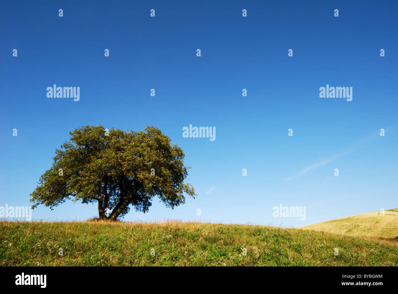 Large oak tree in green field under deep blue sky Stock Photo - Alamy