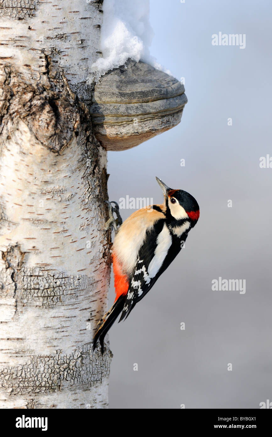 Great Spotted Woodpecker (Dendrocopos major), male sitting on a birch tree trunk with fungus, Biosphaerengebiet Swabian Alb Stock Photo