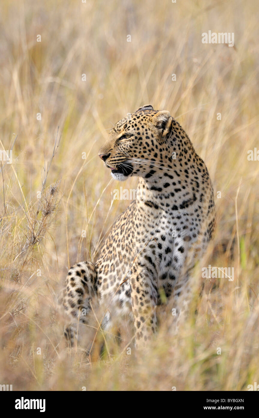 Leopard (Panthera pardus), Masai Mara National Reserve, Kenya, Africa Stock Photo