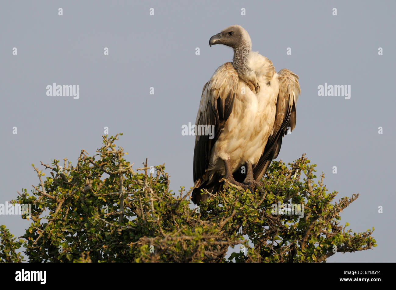 White-backed vulture (Gyps africanus), perched, Masai Mara National Reserve, Kenya, Africa Stock Photo