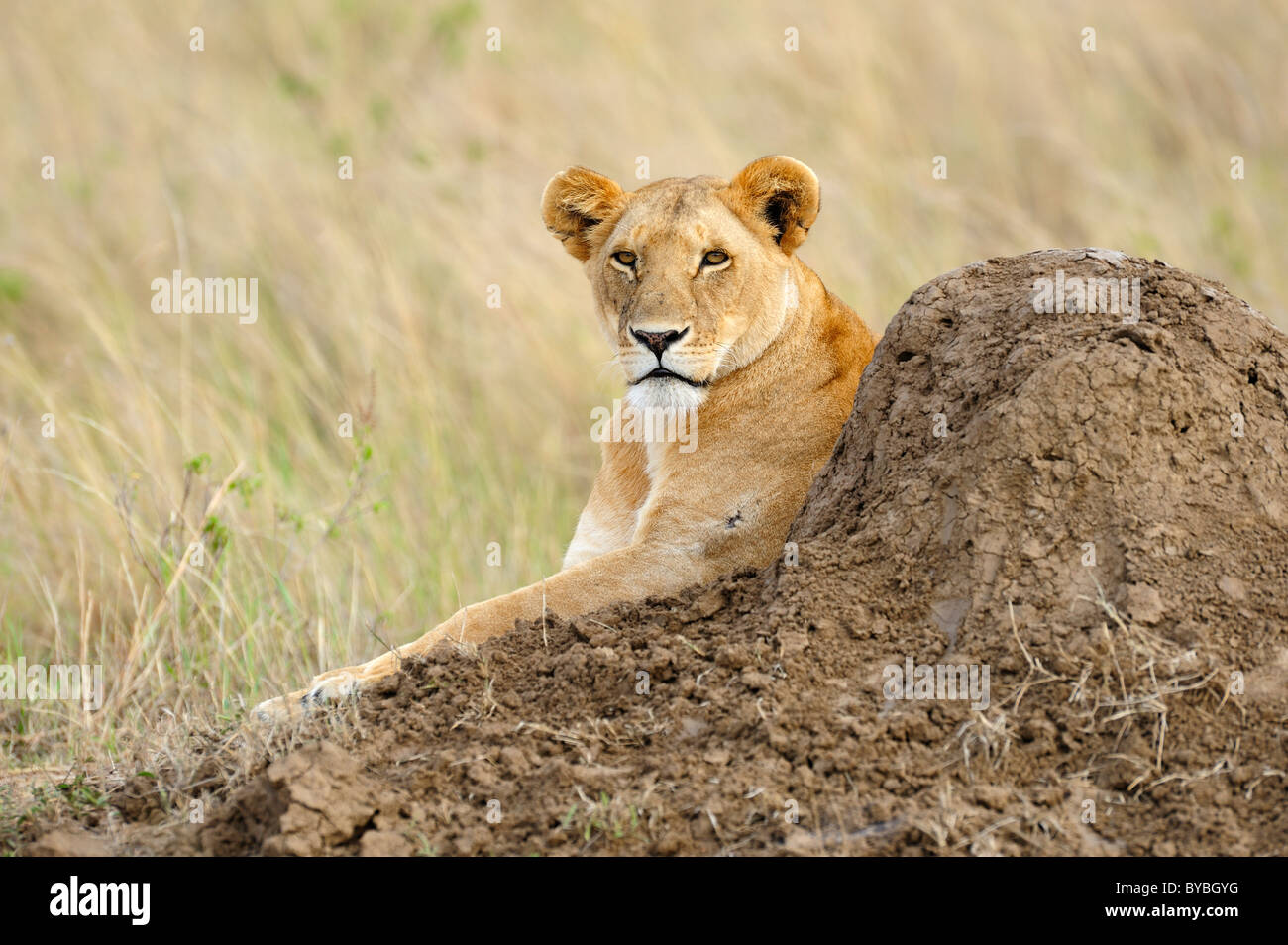 Lion (Panthera leo), female resting on a termite mound, Masai Mara National Reserve, Kenya, Africa Stock Photo