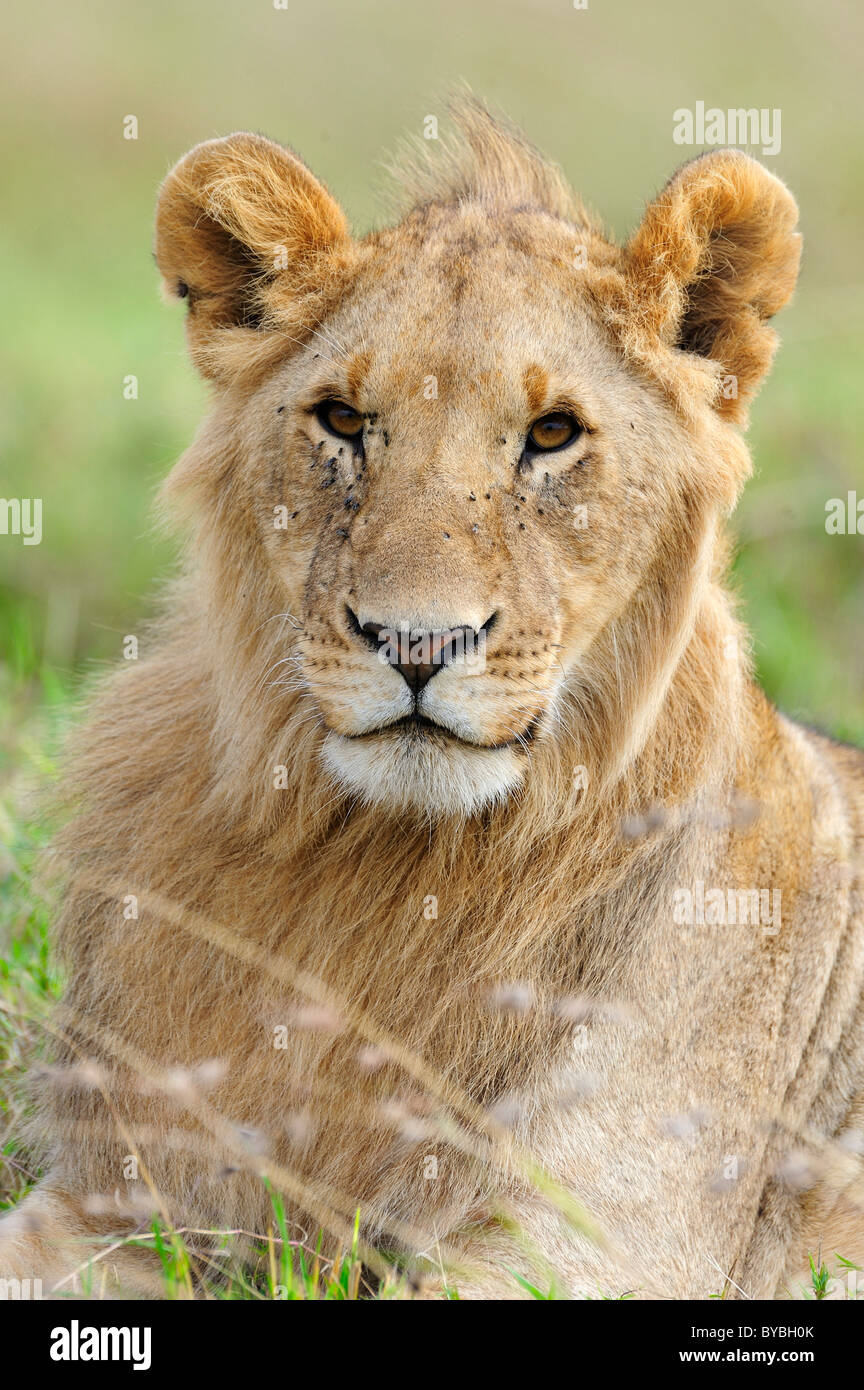 Lion (Panthera leo), young, portrait, Masai Mara National Reserve, Kenya, Africa Stock Photo