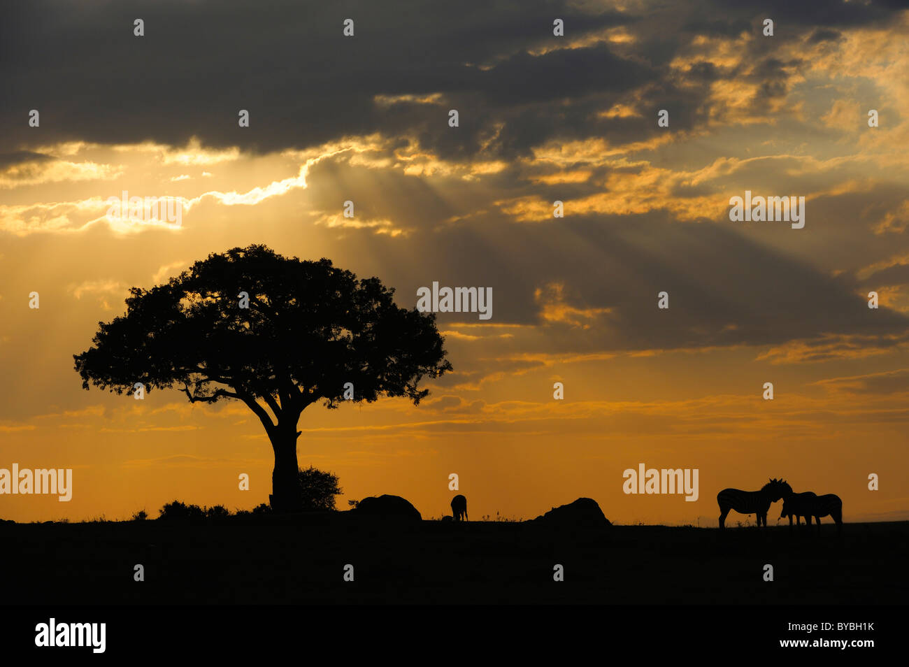 Light mood, morning in the Masai Mara National Reserve, Kenya, Africa Stock Photo