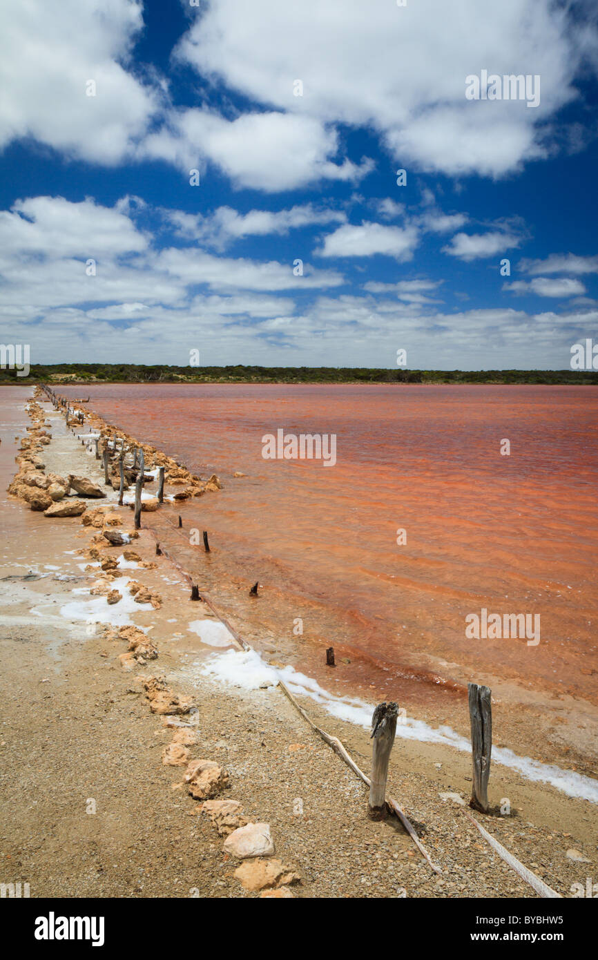 Pink Algae in Halite Lake Stock Photo