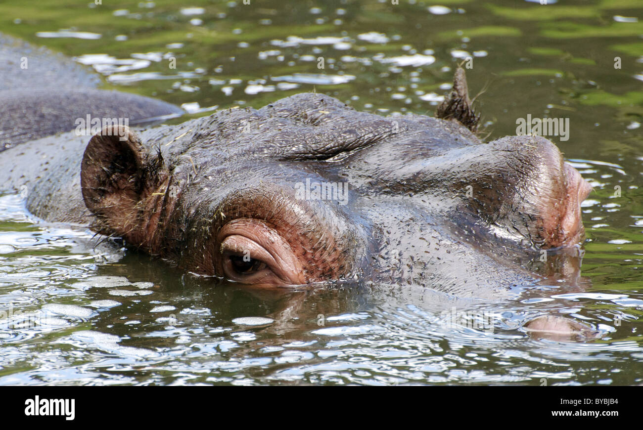 Common hippopotamus amphibius hi res stock photography and images Alamy Common hippopotamus amphibius hi res stock photography and images Alamy