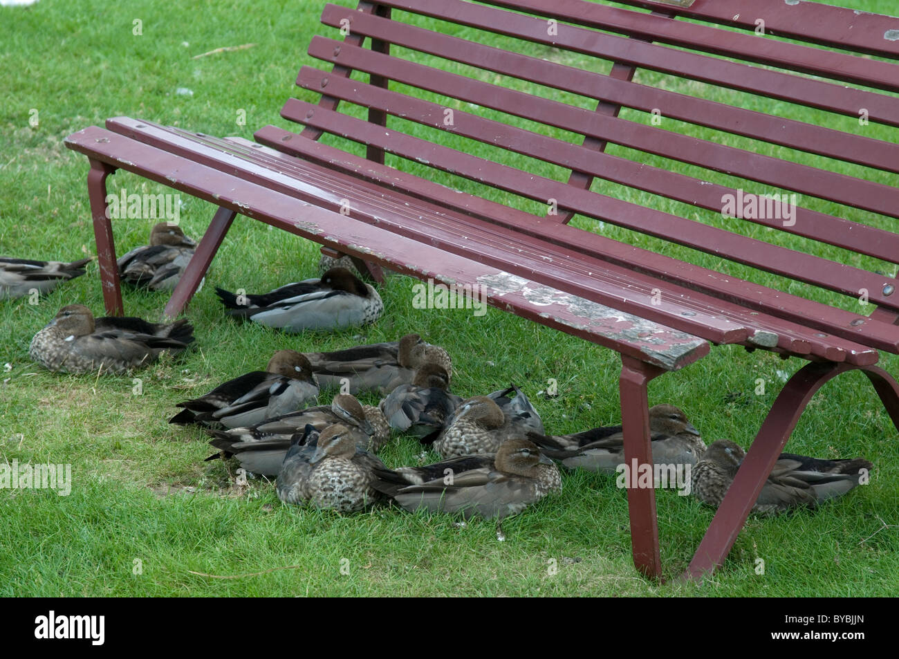 Ducks Find Shelter At The Royal Botanic Gardens Melbourne Stock Photo ducks-find-shelter-at-the-royal-botanic-gardens-melbourne-stock-photo