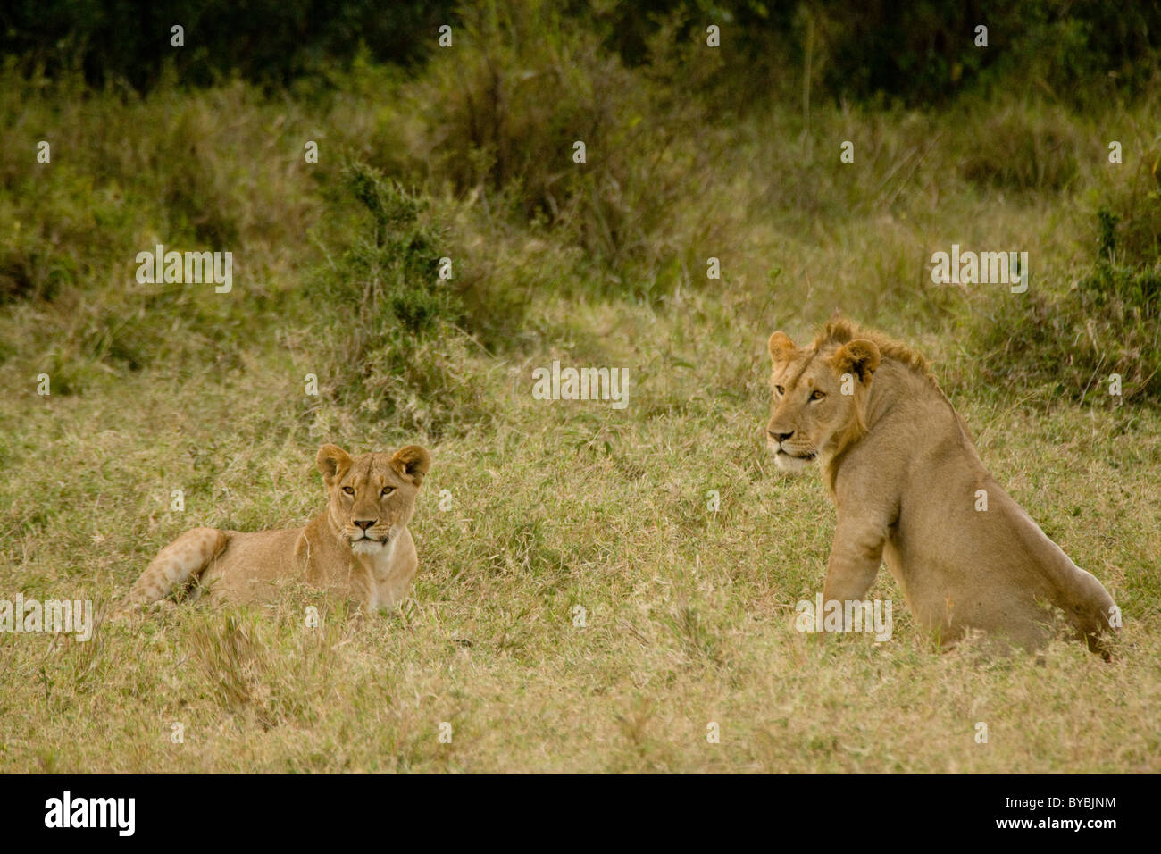 Lions in the Masai Mara, Kenya, Africa Stock Photo - Alamy