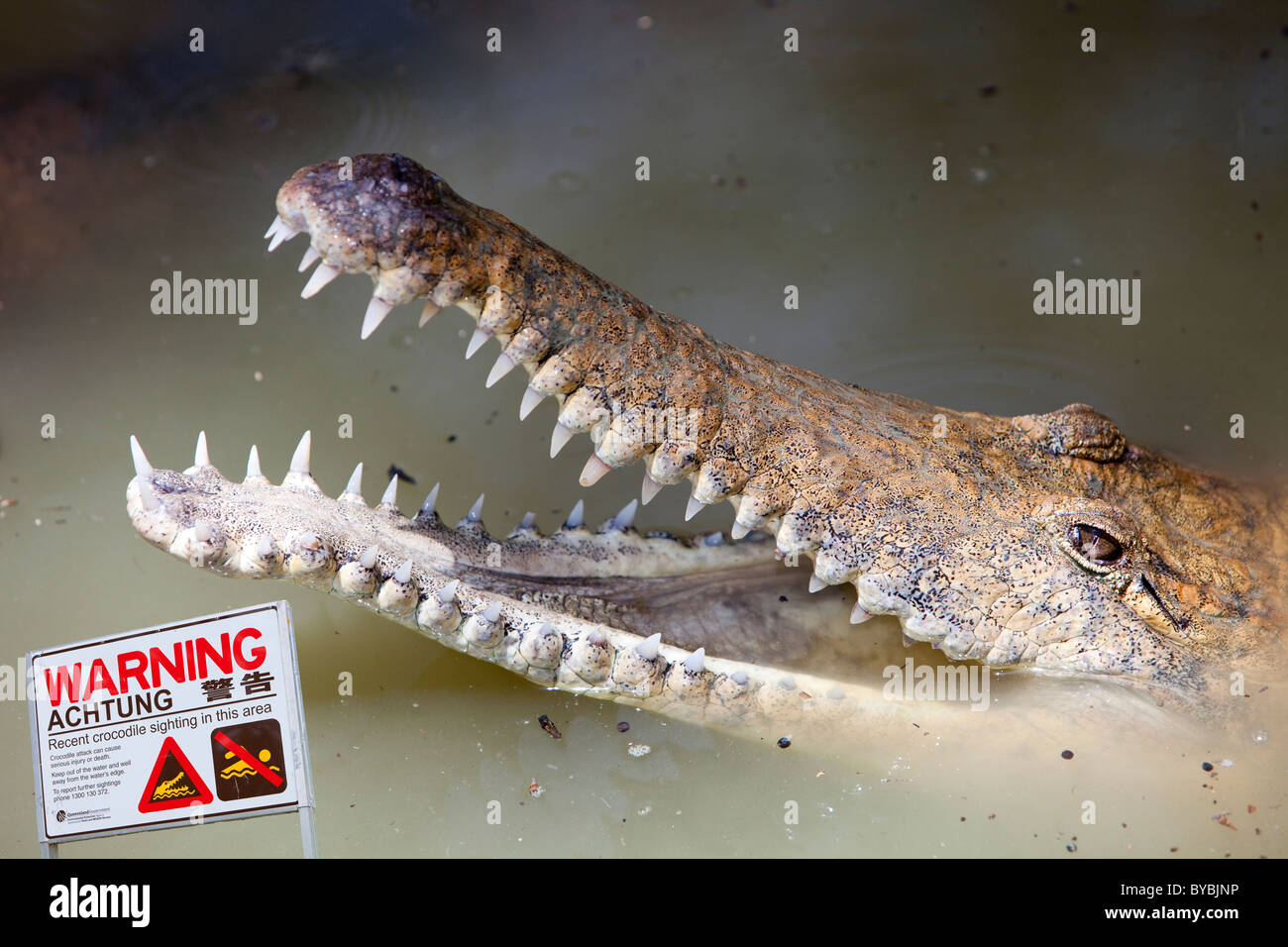 A Crocodile at Hartleys Crocodile Farm north of Cairns in Queensland, Australia Stock Photo Alamy