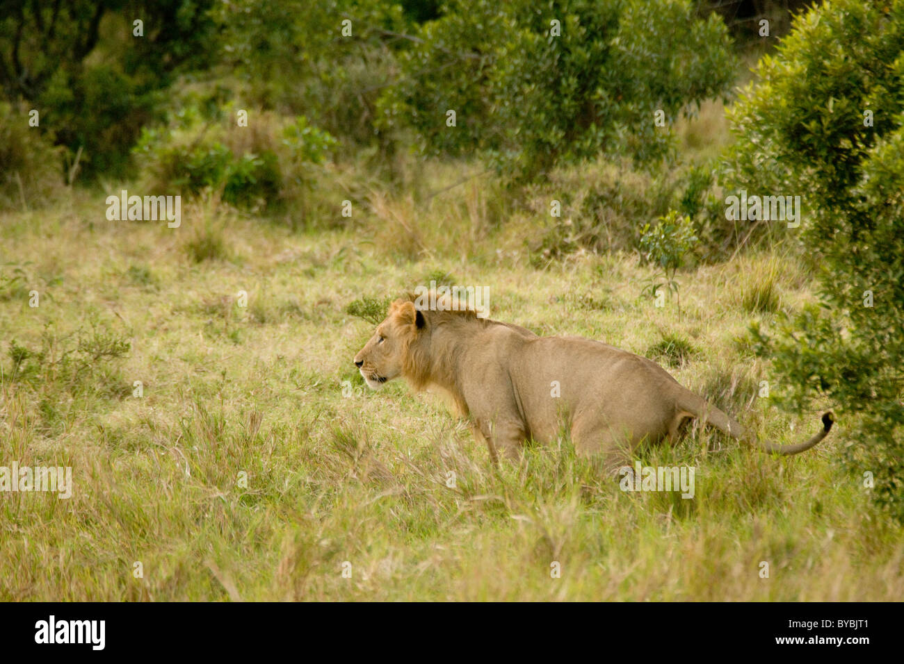 Lions in the Masai Mara, Kenya, Africa Stock Photo - Alamy