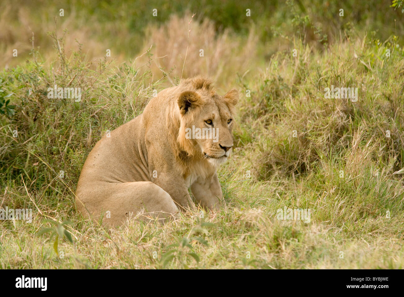 Lions in the Masai Mara, Kenya, Africa Stock Photo - Alamy