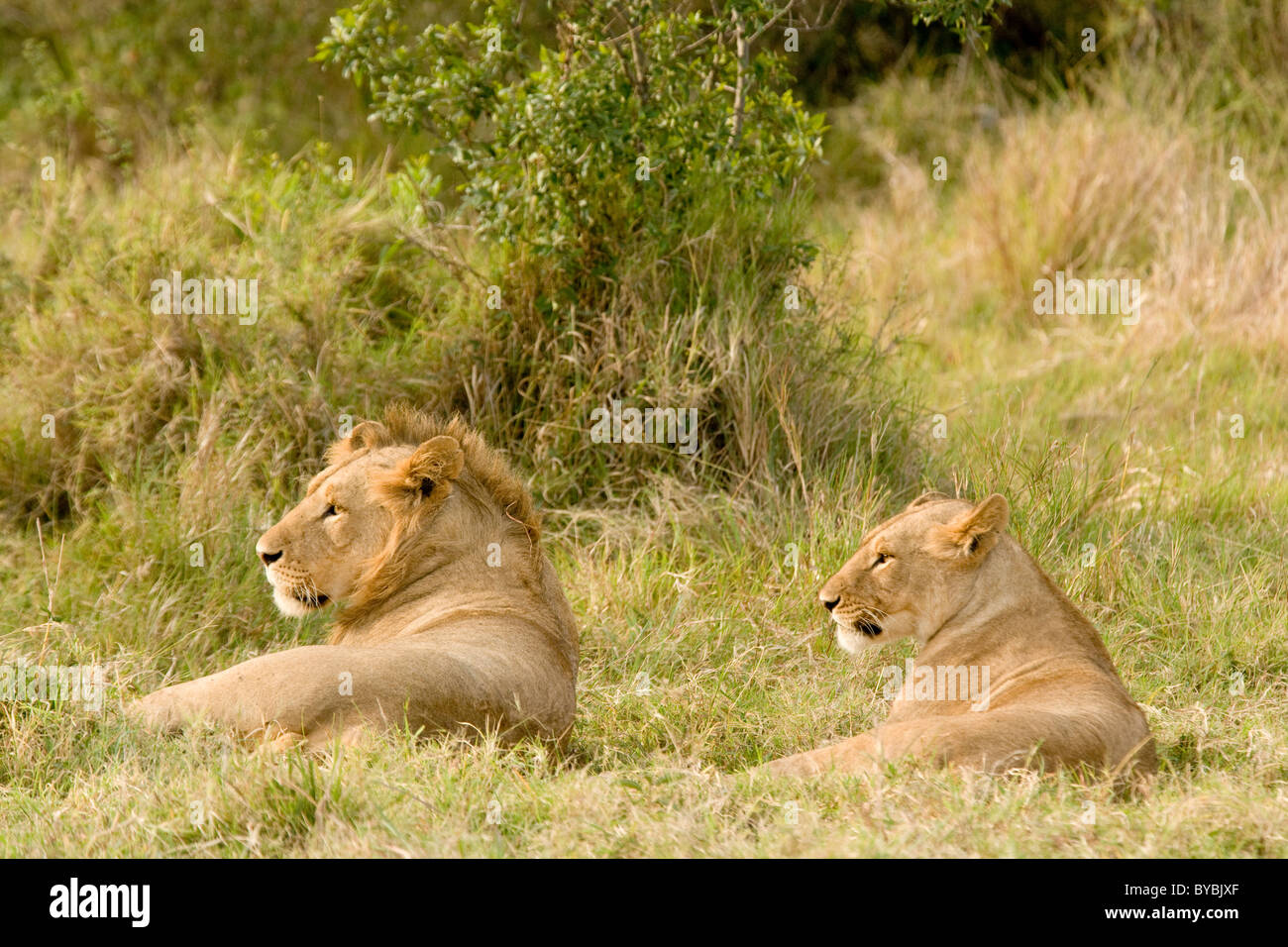 Lions in the Masai Mara, Kenya, Africa Stock Photo - Alamy