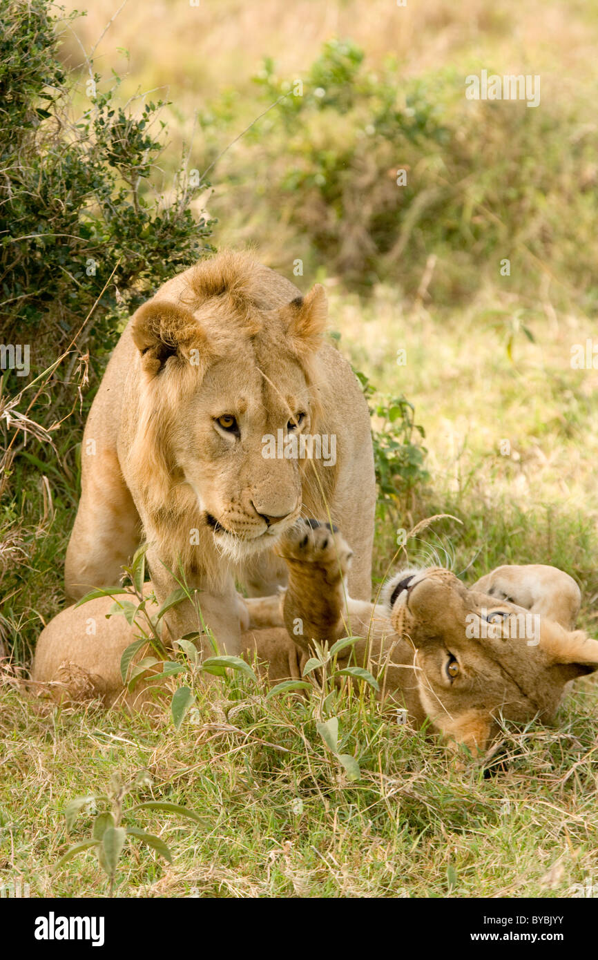 Lions in the Masai Mara, Kenya, Africa Stock Photo - Alamy