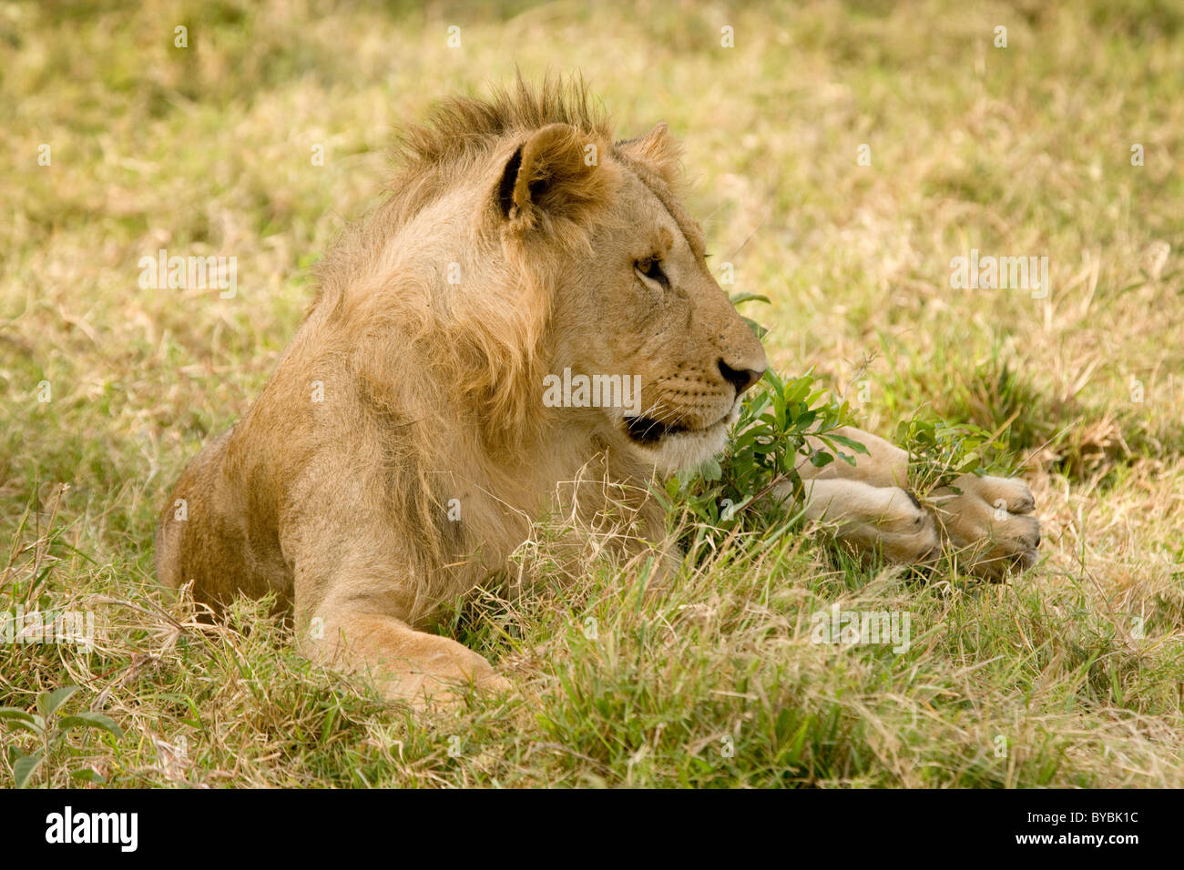 Lions in the Masai Mara, Kenya, Africa Stock Photo - Alamy