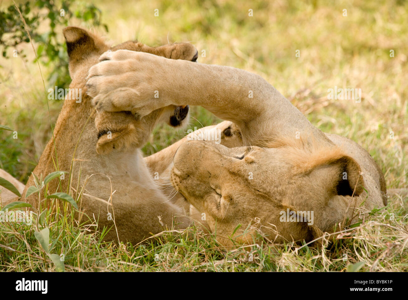 Lions in the Masai Mara, Kenya, Africa Stock Photo