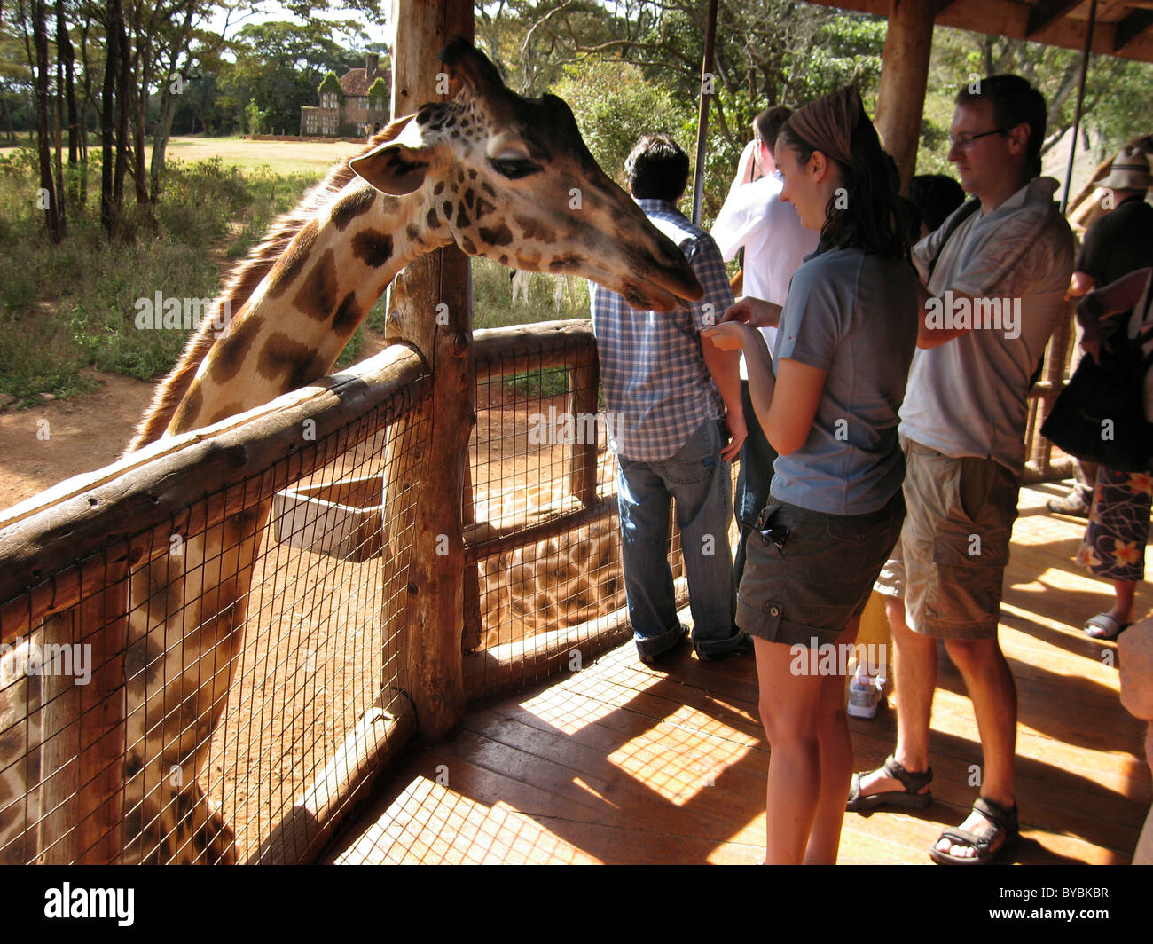 Giraffes at the Langata Nature Education Centre; Giraffe Manor, Nairobi