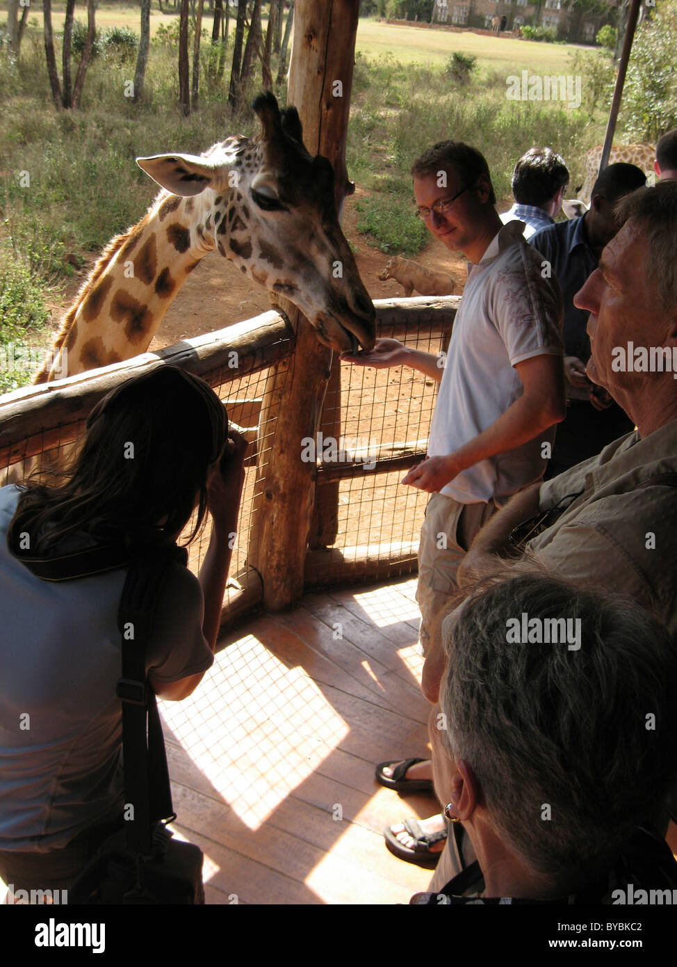 Giraffes at the Langata Nature Education Centre; Giraffe Manor, Nairobi