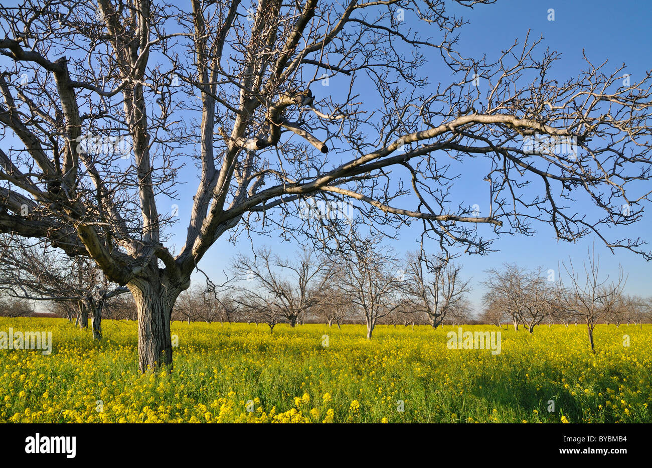 Mustard tree hires stock photography and images Alamy