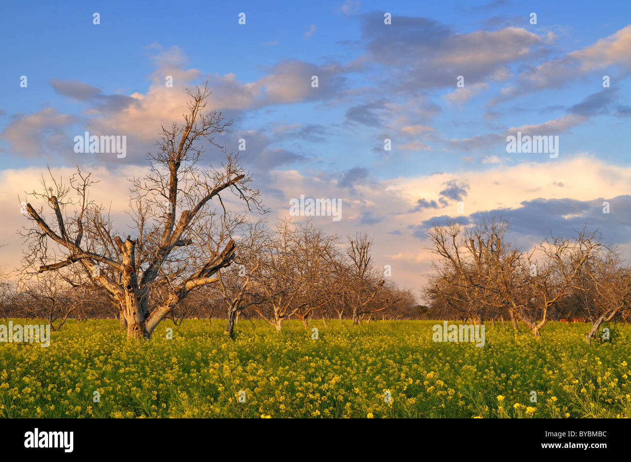 Mustard tree hires stock photography and images Alamy