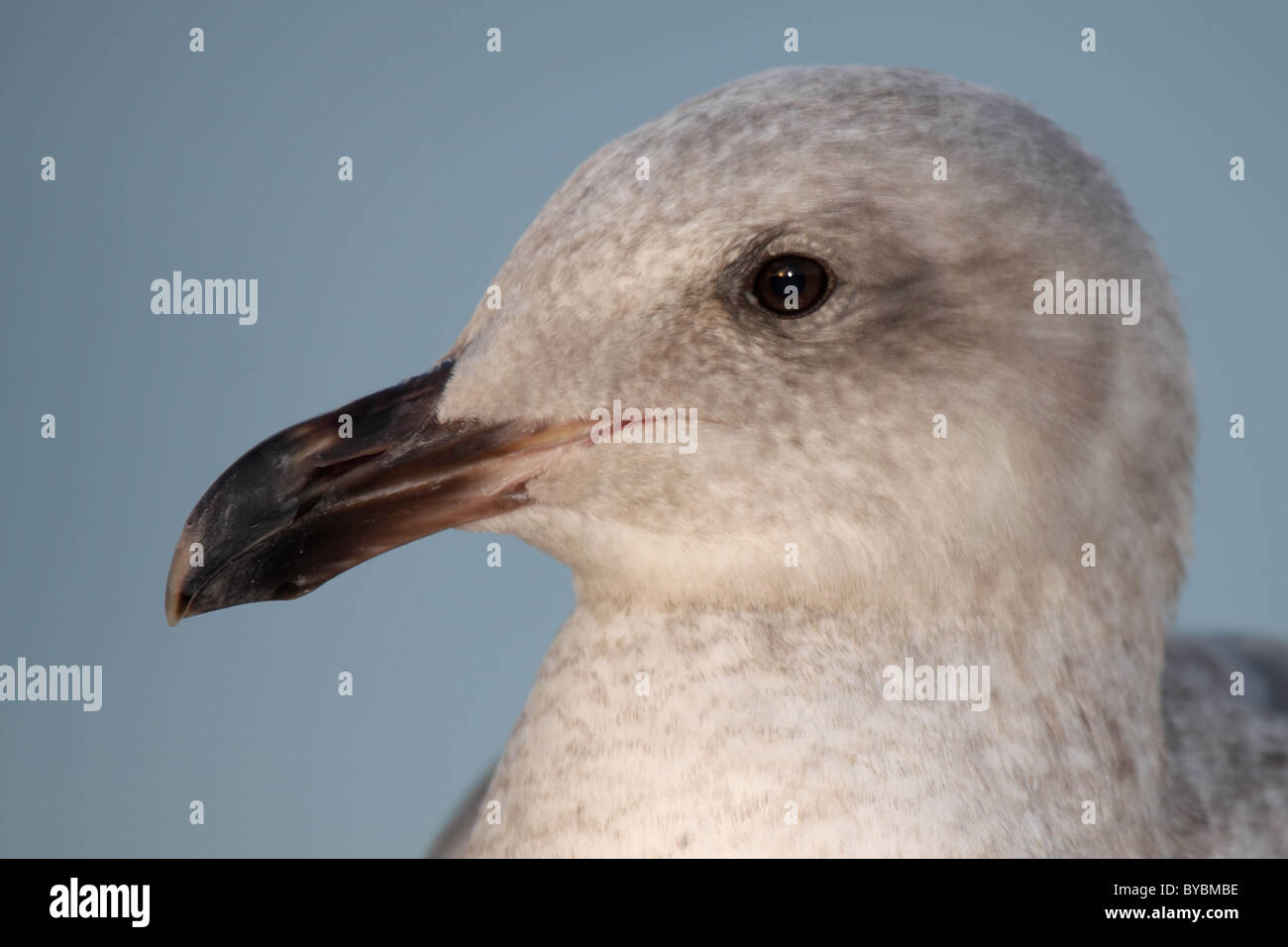 A Western Gull in 2nd Year plumage. Stock Photo