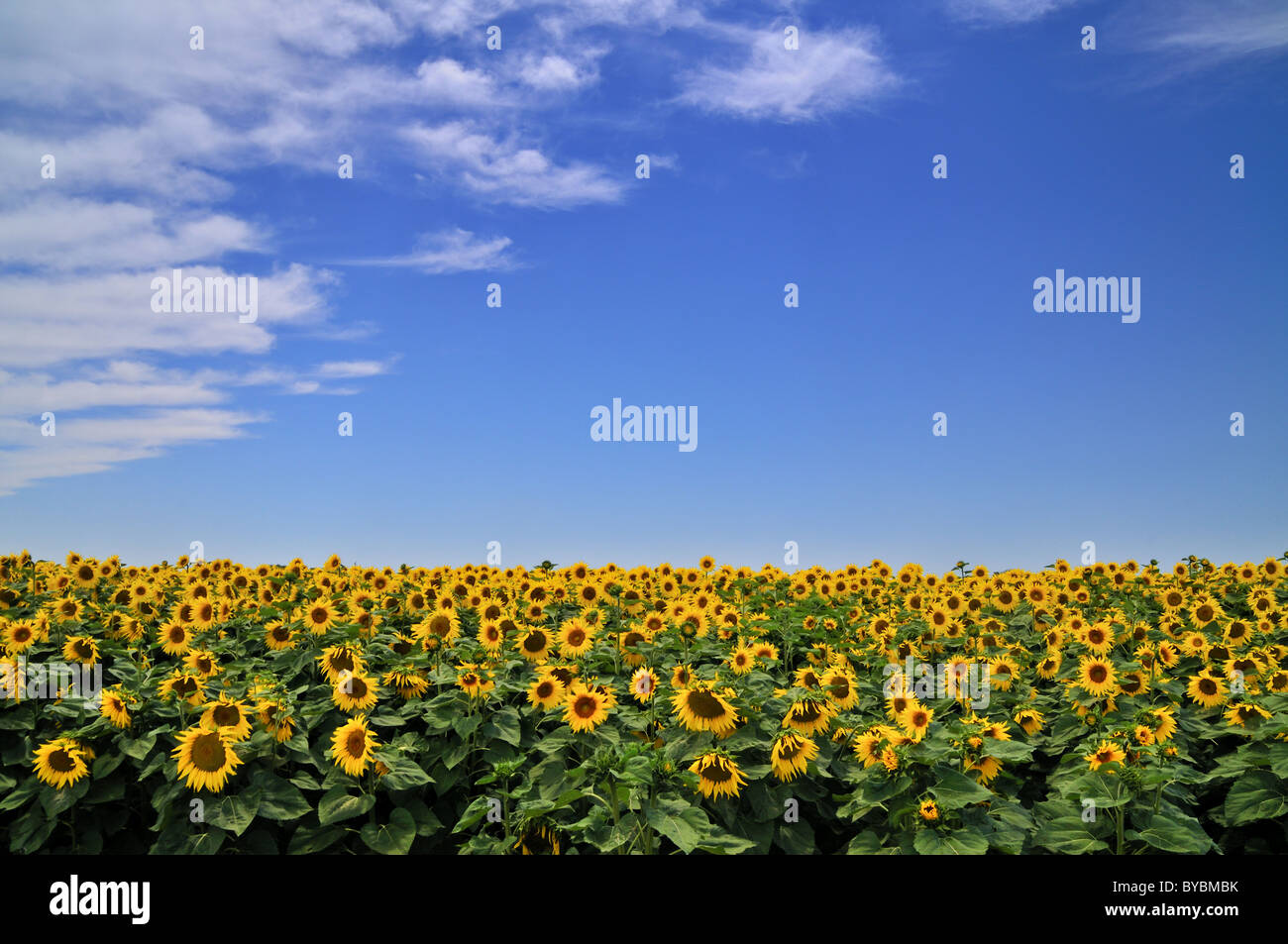 field of sunflowers and blue sky with some clouds Stock Photo - Alamy