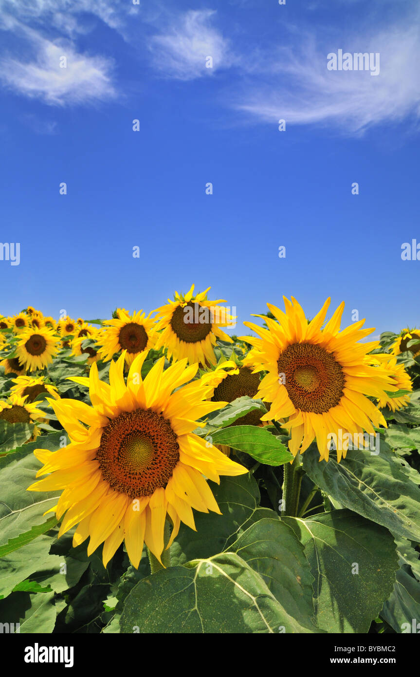 field of sunflowers and blue sky with some clouds Stock Photo - Alamy